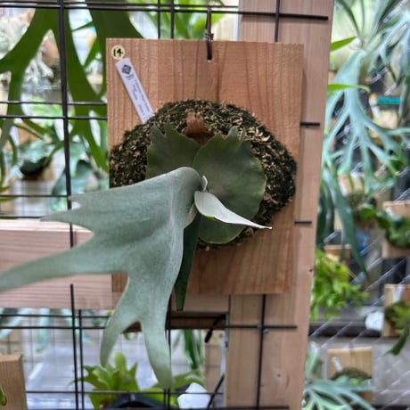 現品) コウモリラン Mix spore (No.40983) | ビカクシダ,交配種