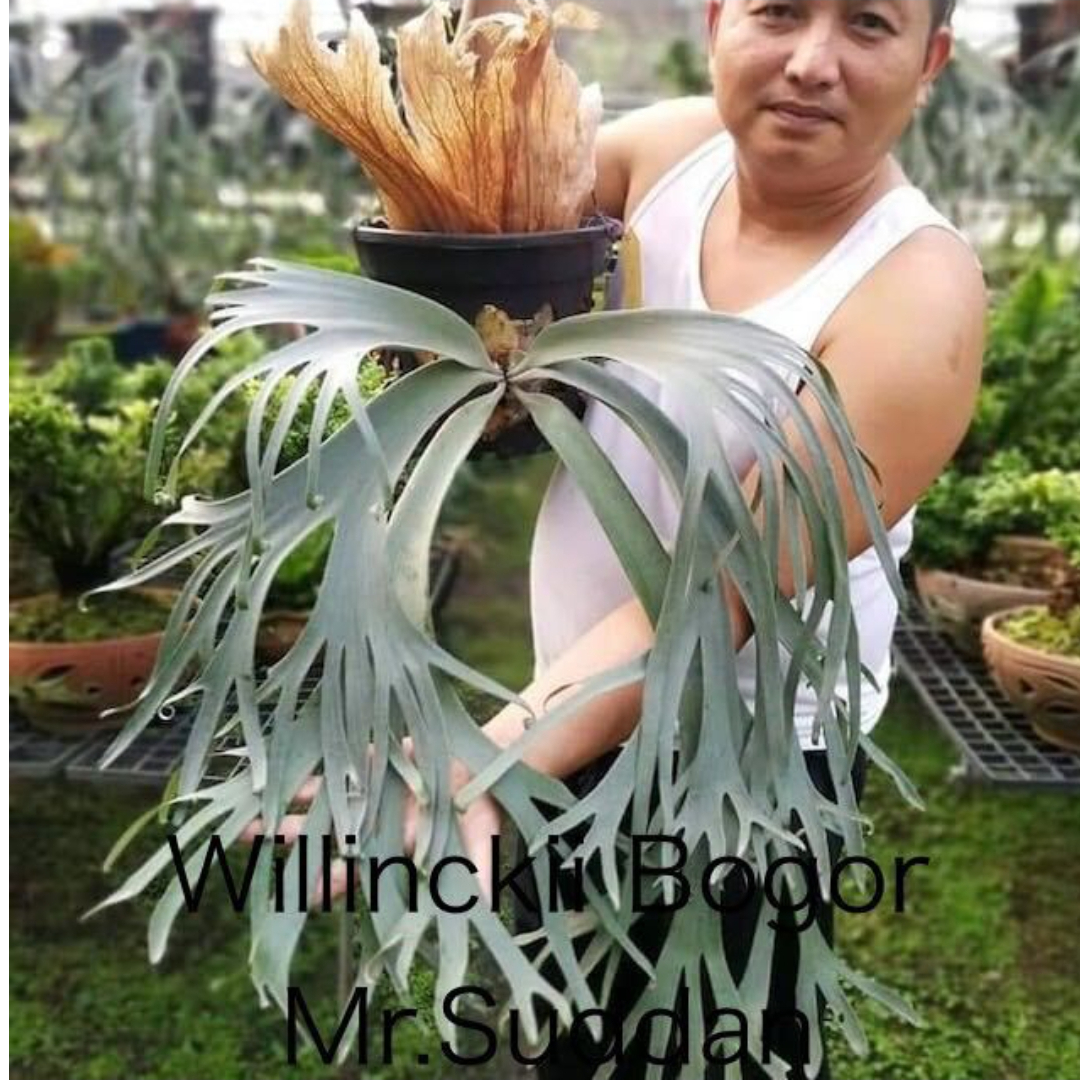 P.Willinckii Bogor Suddan | TMK plants P.Willinckii Bogor Suddan | TMK plants