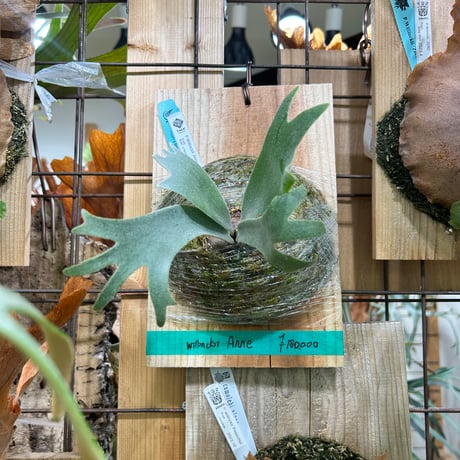 Bambi Konayuki Silvery Dwarf Mix ビカクシダ 【公式通販】