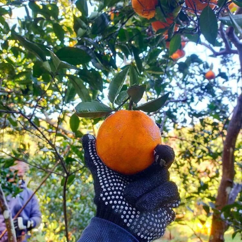 EARL GRAY + ORANGE PEEL | PON by KURISAKI SHOTEN