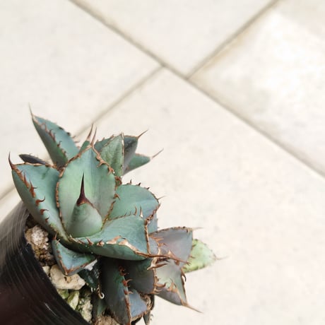 アガベ チタノタ　阿修羅　大株　親株 アガベ・チタノタ 阿修羅-004｜Agave titanota ashura | Plus_P