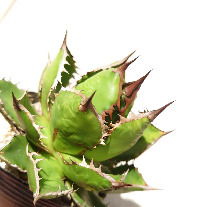 アガベ ホリダ 発根済み | midorinohibi