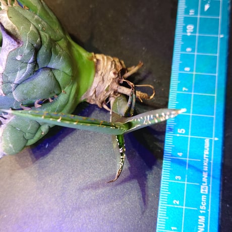 【年末セール】【良血統】【親株画像あり】アガベ チタノタ 阿修羅 子株1株 未発根