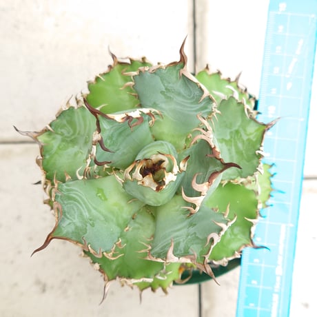 アガベ 狂刺夕映 ソーラーエクリプス 抜き苗 アガベチタノタソーラー