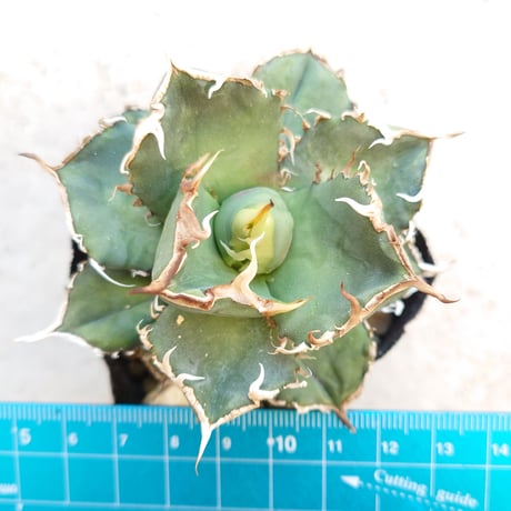 アガベ チタノタ FO076 発根済み 1株