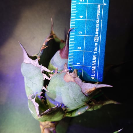 【年末セール】【良血統】【親株画像あり】アガベ チタノタ 阿修羅 子株1株 未発根