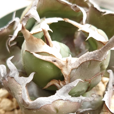 【植え替えのため特価】【親株画像あり】アガベ チタノタ FO076 子株1株 発根済み