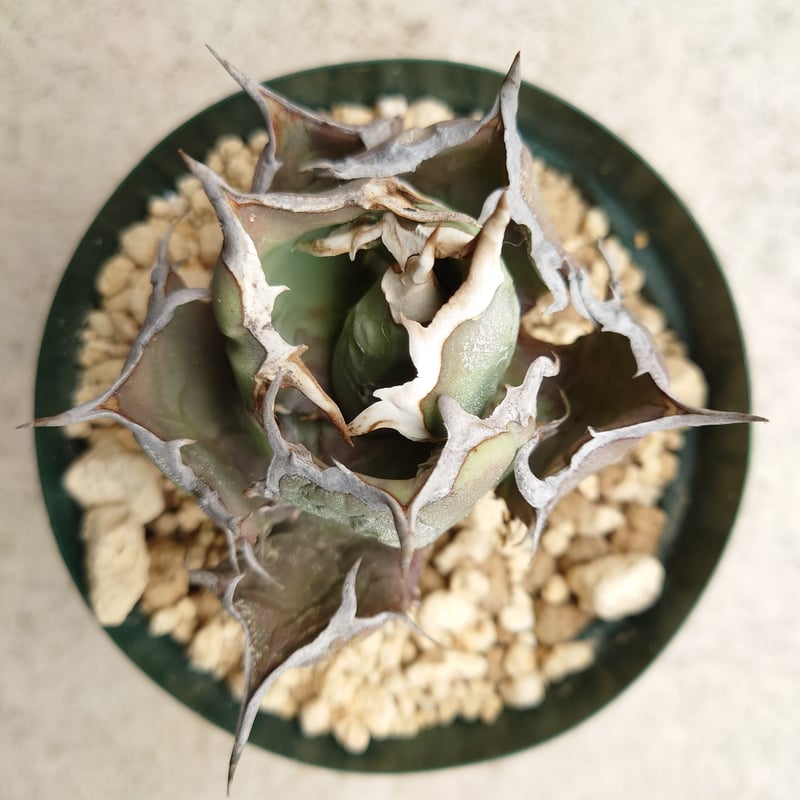 アガベ チタノタ FO076 親株 アガベ チタノタ FO-076 