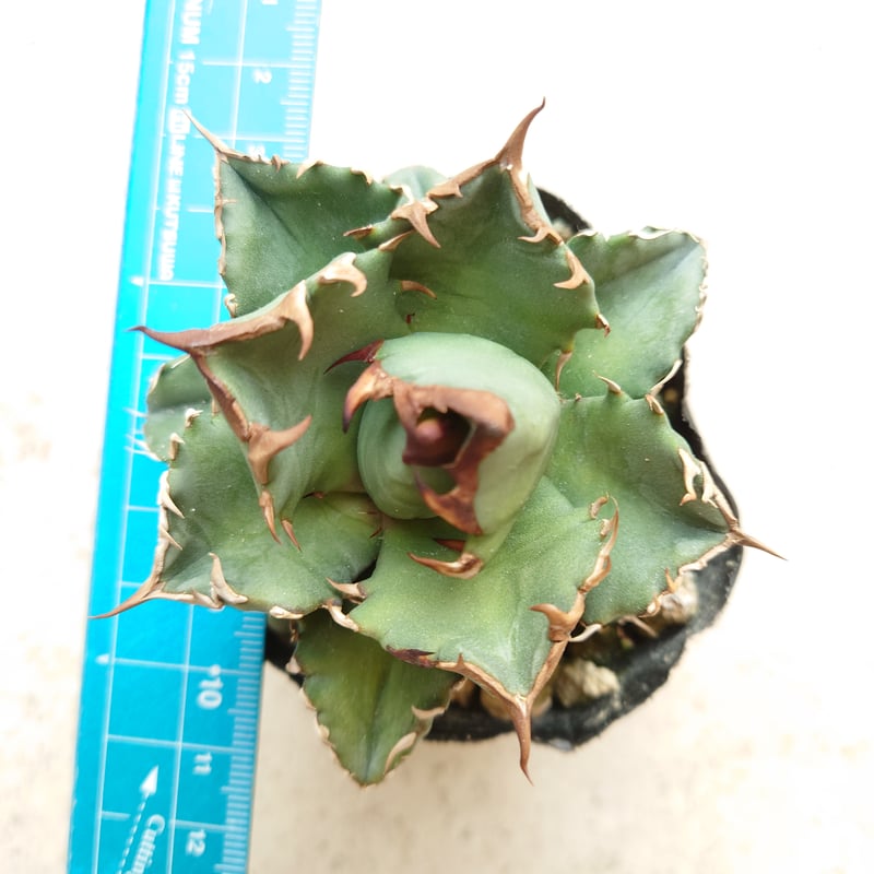 【京都市】アガベ 品種は？？？ アガベ チタノタ 京都 1株 発根済み | midorinohibi