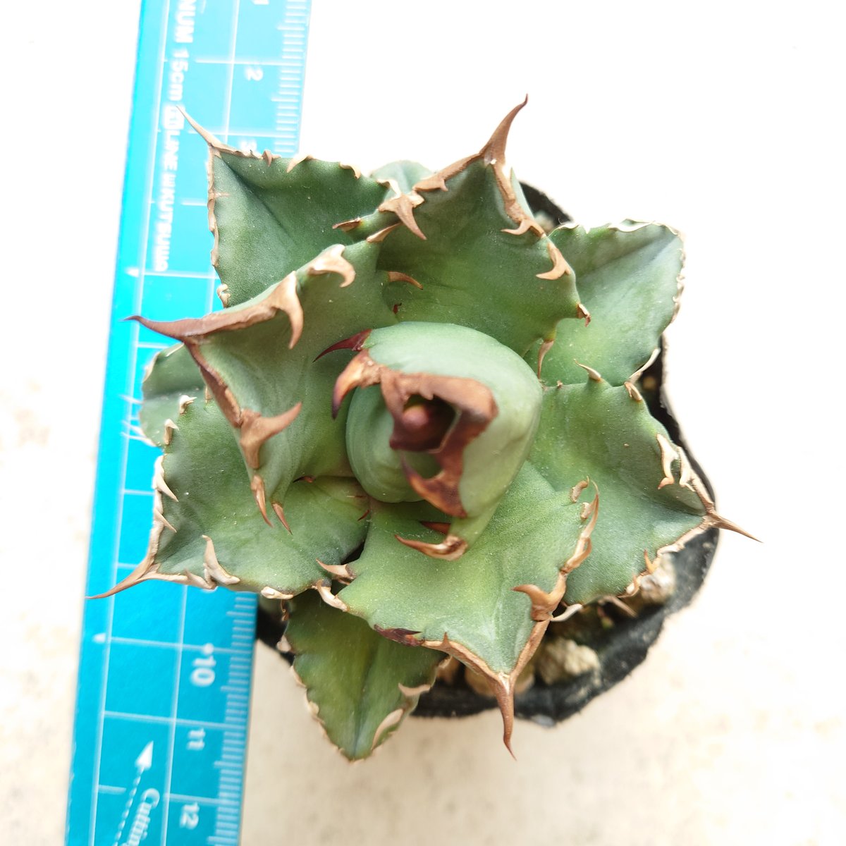 アガベ チタノタ 京都 1株 発根済み | midorinohibi アガベ チタノタ 京都 1株 発根済み | midorinohibi