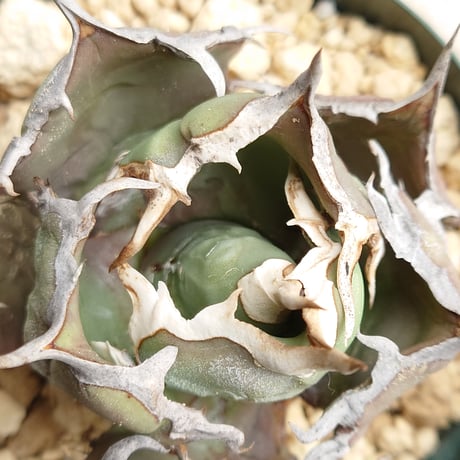 AS7 アガベ チタノタ 阿修羅 親株 ※鉢付きメルカリ便発送 アガベ チタノタ 阿修羅 鉢植え発送 - メルカリ