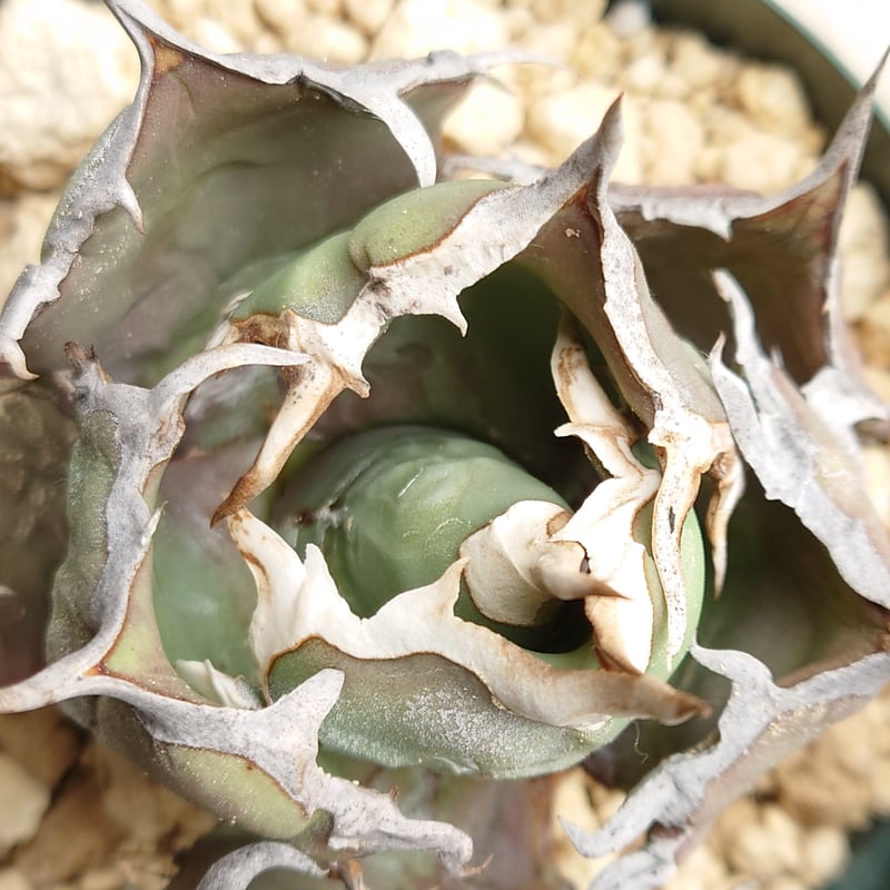 超希少株 COLPINK　ぶつぶつ斑入りチタノタ 子株　発根済み 多肉植物 アガベ チタノタ FOー076珍しい子株千手観音