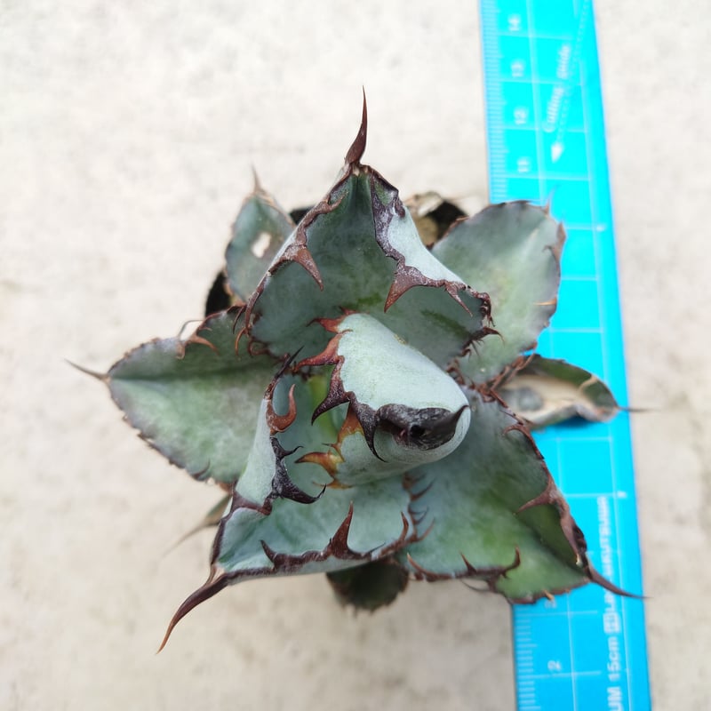 アガベ　BB ブラック&ブルー　裏棘コンパクトタイプ　大株 24【裏棘/中斑 】希少株アガベチタノタブラックアンドブルーBB