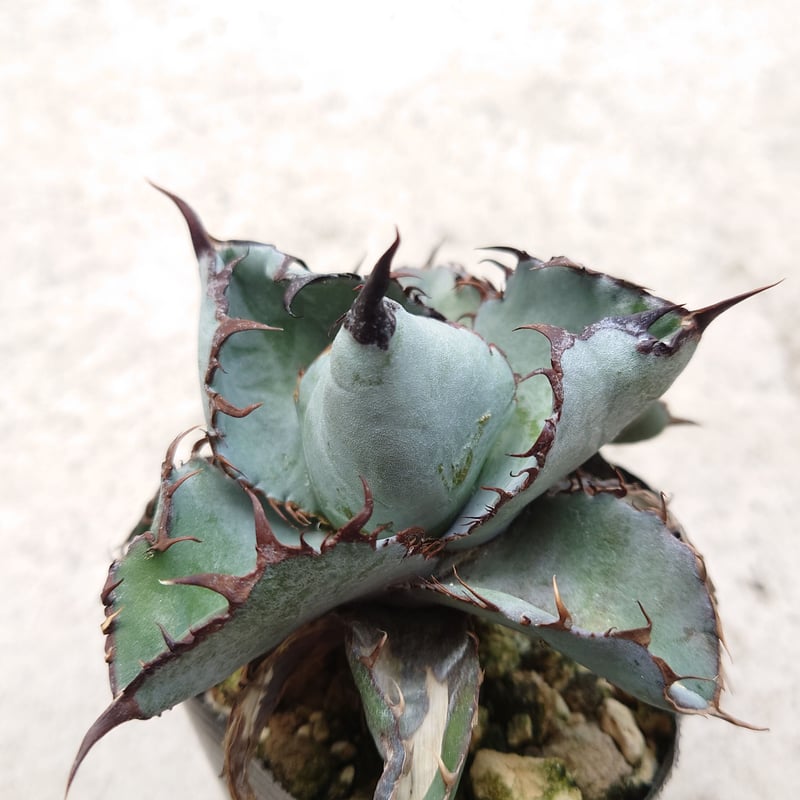 裏棘 アガベ チタノタ ブラックアンドブルー 1株 発根済み