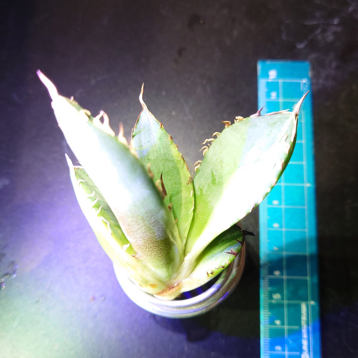 アガベ チタノタ バナナピール 子株 発根済み | midorinohibi