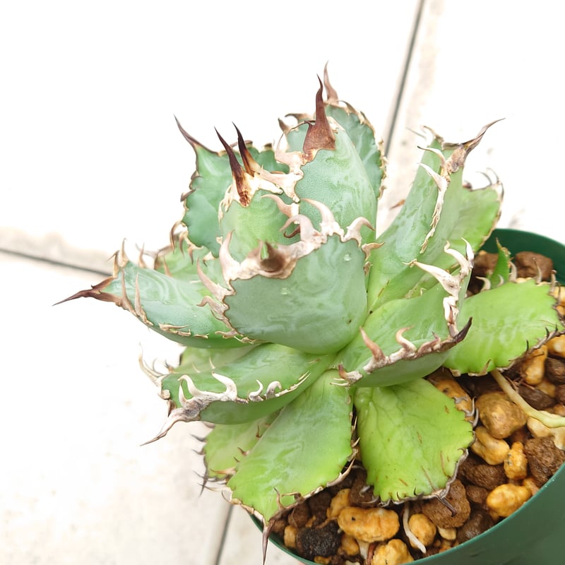 アガベ　チタノタ　フィリグリー親株ごと　おまけ付き ザ・ファームセレクト]アガベ：チタノタ フィリグリー 3号鉢植え