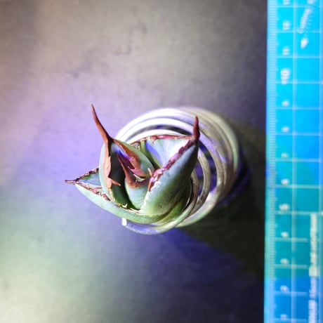 アガベ チタノタ 阿修羅 1株