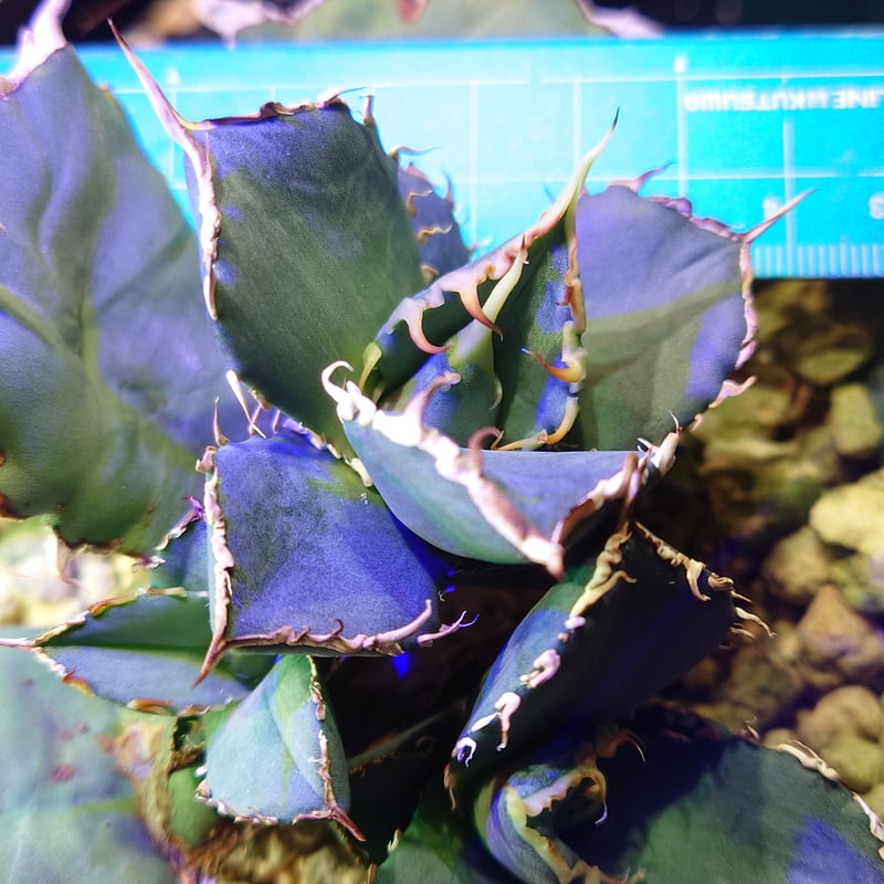 お盆セール】【親株画像あり】【裏棘あり】アガベ チタノタ