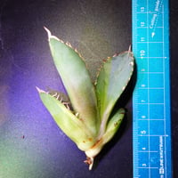 アガベ チタノタ バナナピール 子株 発根済み