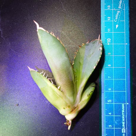 5株まとめて ライオンズメーン アガベチタノタ 胴切り 子株