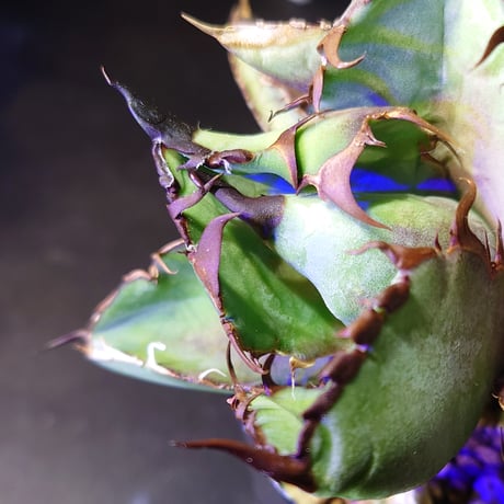 多肉植物アガベ チタノタ ブラックアンドブルー BB 小株 13株同梱 発根済 アガベ チタノタ ブラックアンドブルー（bb-13）BB子株 | アガベ