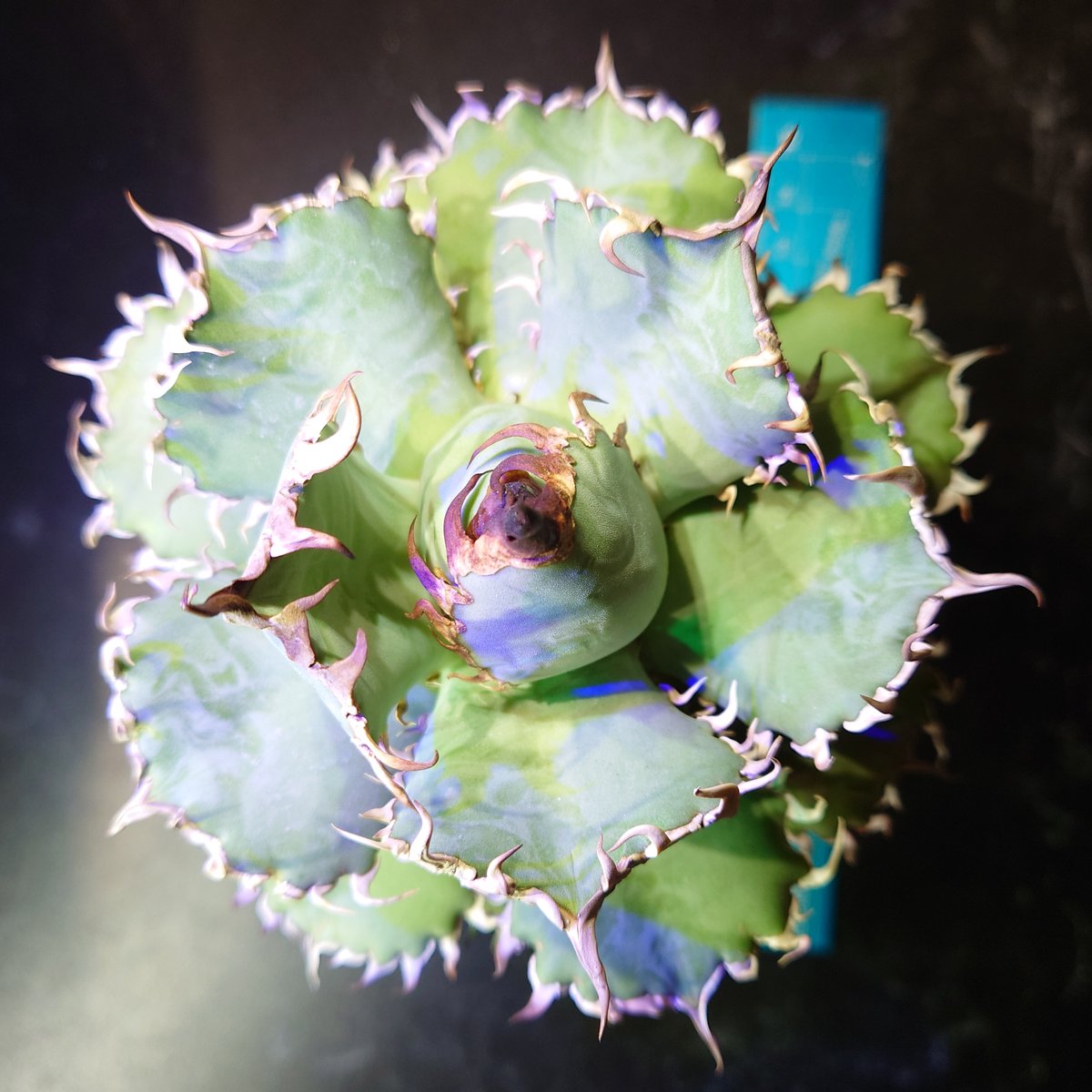 アガベ フィリグリー 親株 親株画像あり】アガベ チタノタ