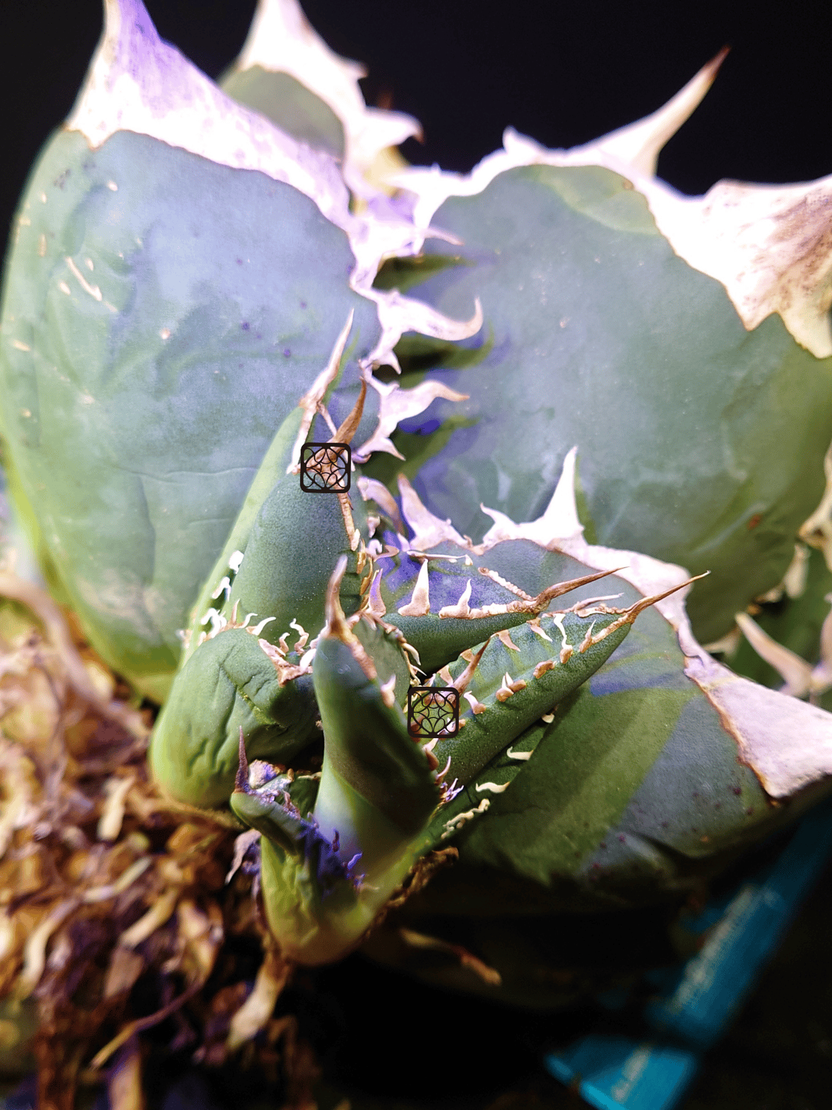 【上澳園芸】アガベ SAD 南アフリカダイヤモンド 斑入り 縞斑錦 上澳園芸】アガベ チタノタSAD 南アフリカダイヤモンド錦 覆輪斑
