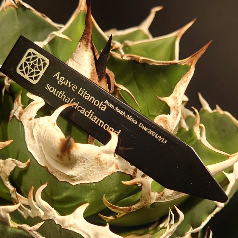 年末セール】【親株画像あり】アガベ チタノタ フィリグリー 子株1株
