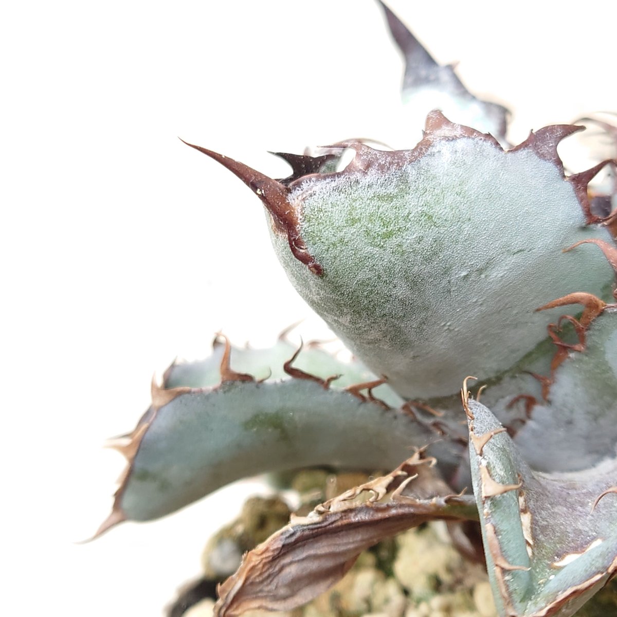 裏棘 アガベ チタノタ ブラックアンドブルー 1株 発根済み