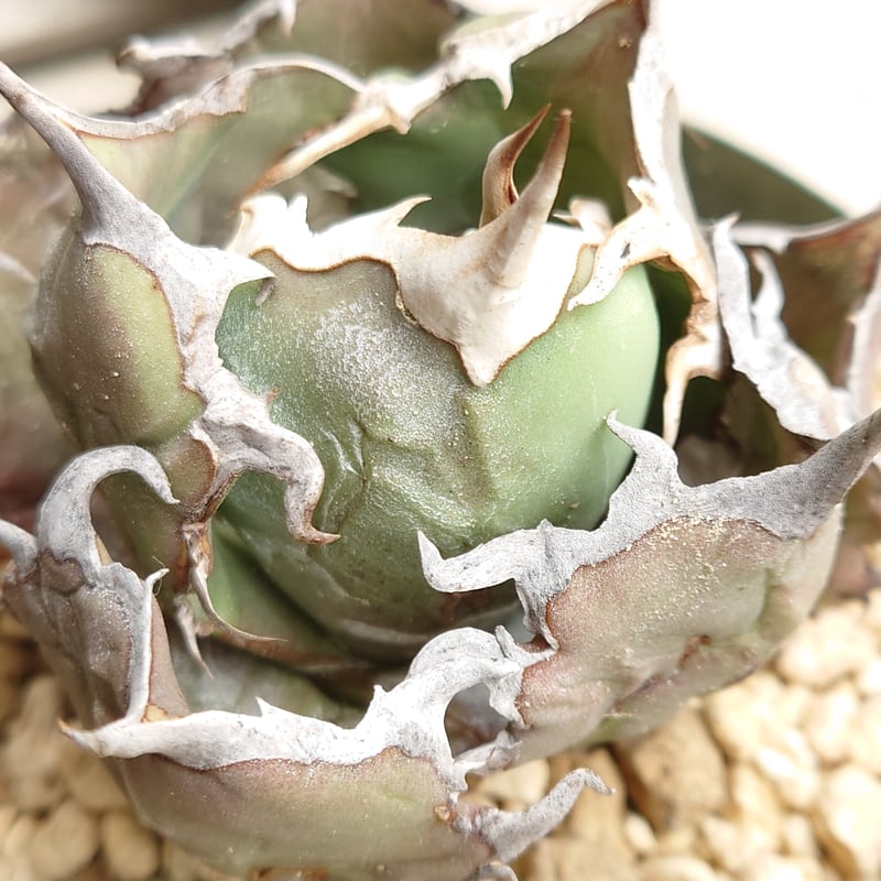 アガベ チタノタ　fo076 良個体　中株 多肉植物 アガベ チタノタ FO076 12cm 3頭