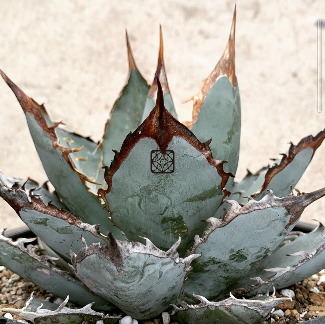 アガベ多肉植物チタノタブラックアンドブルー錦❣️超激レア種発根済み
