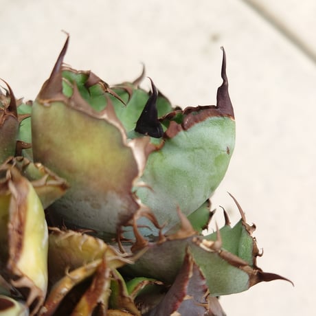 アガベチタノタブラックアンドブルー 未発根 （1厳選中株 アガベ  