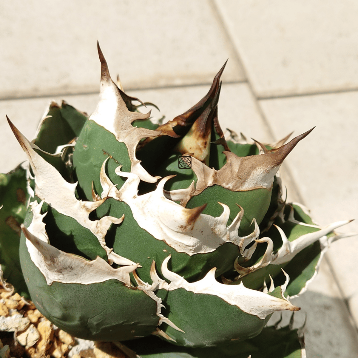 アガベ チタノタ ブツブツ し*ぽ様 アガベ チタノタ ブツブツ w*s様