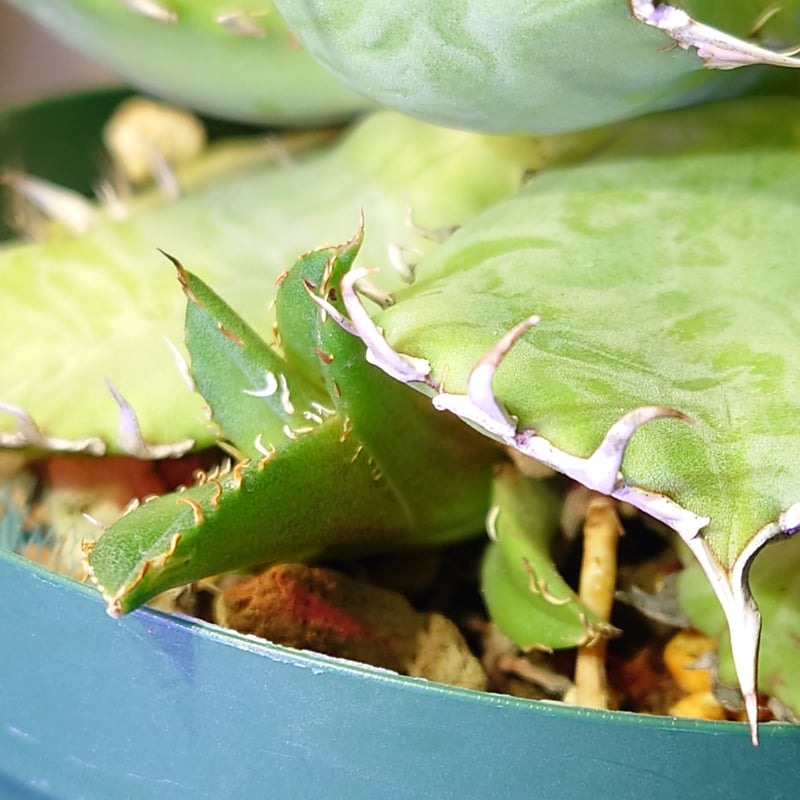 年末セール】【親株画像あり】アガベ チタノタ フィリグリー 子株1株