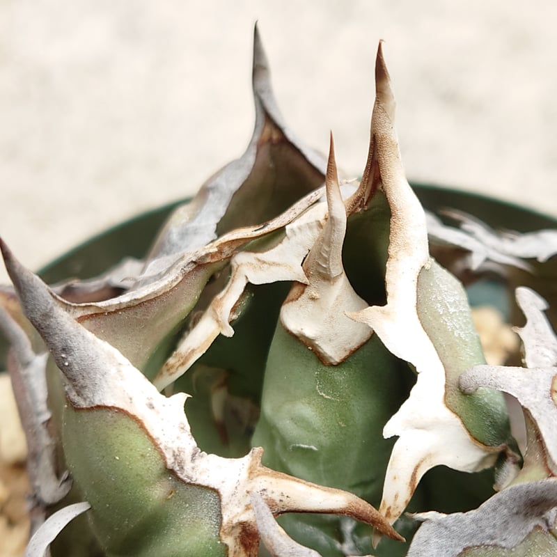 お盆セール】【親株画像あり】【裏棘あり】アガベ チタノタ