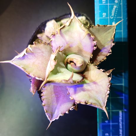 アガベチタノタブラックアンドブルー | STORES