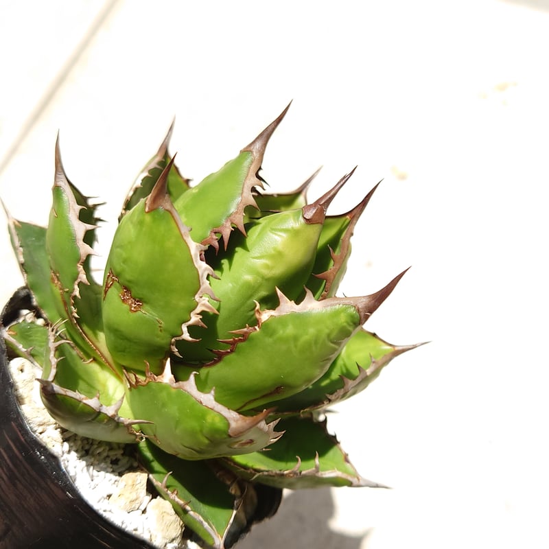 アガベホリダ白中斑極上株発根済鉢のまま発送