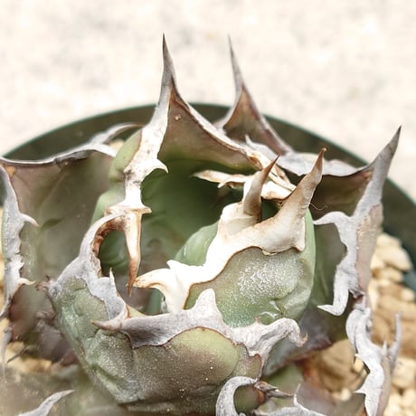 【植え替えのため特価】【親株画像あり】アガベ チタノタ FO076 子株1株 発根済み