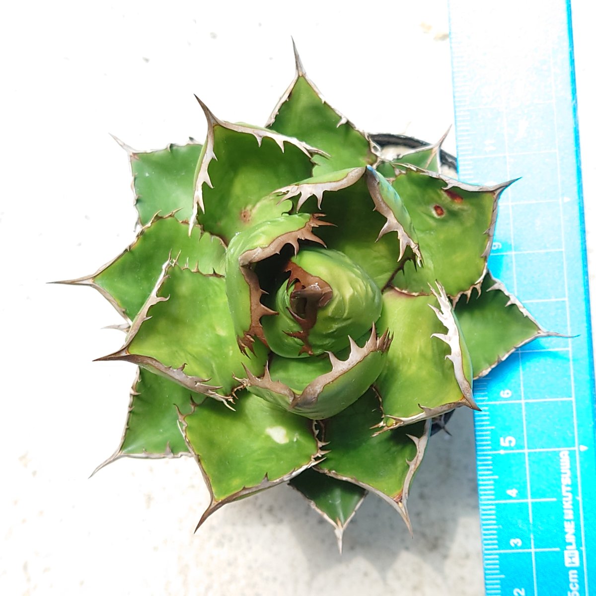 アガベ ホリダ 発根済み | midorinohibi アガベ ホリダ 発根済み | midorinohibi