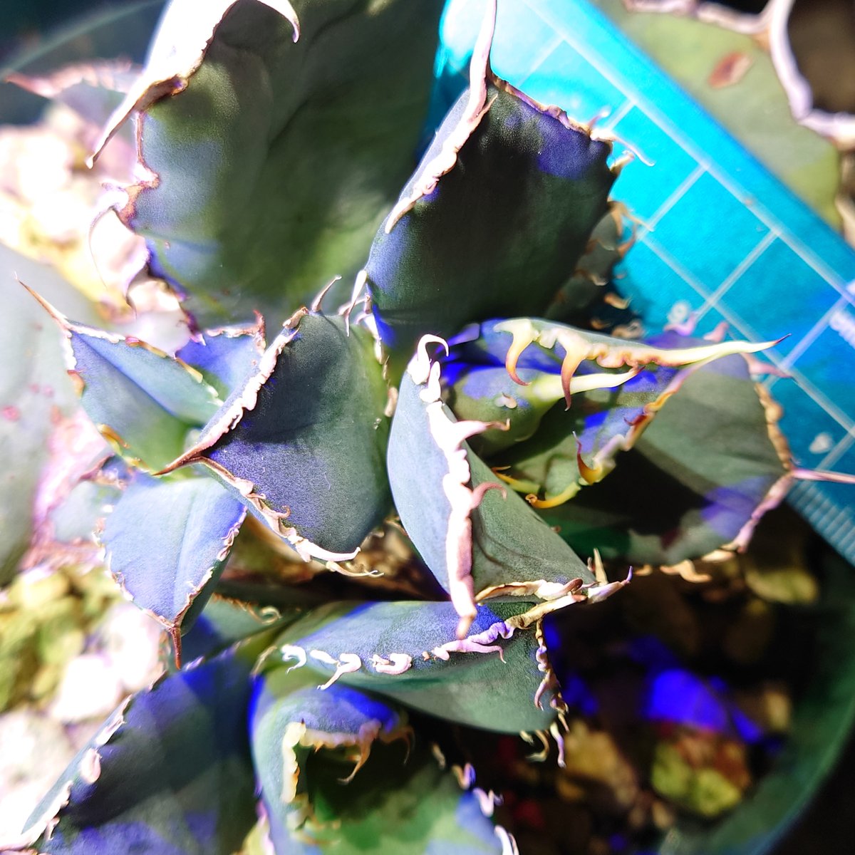 アガベ チタノタ FO076 親株 アガベ チタノタ FO-076 