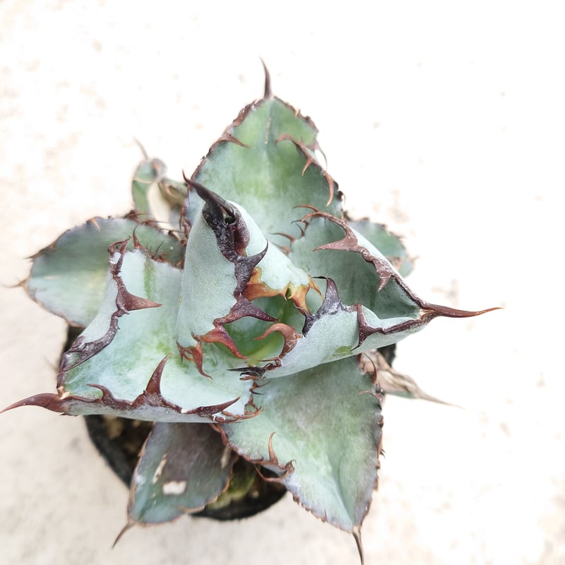 裏棘 アガベ チタノタ ブラックアンドブルー 1株 発根済み | midorinohibi