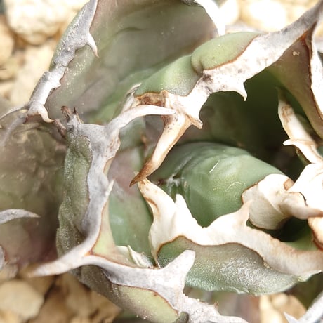 【植え替えのため特価】【親株画像あり】アガベ チタノタ FO076 子株1株 発根済み