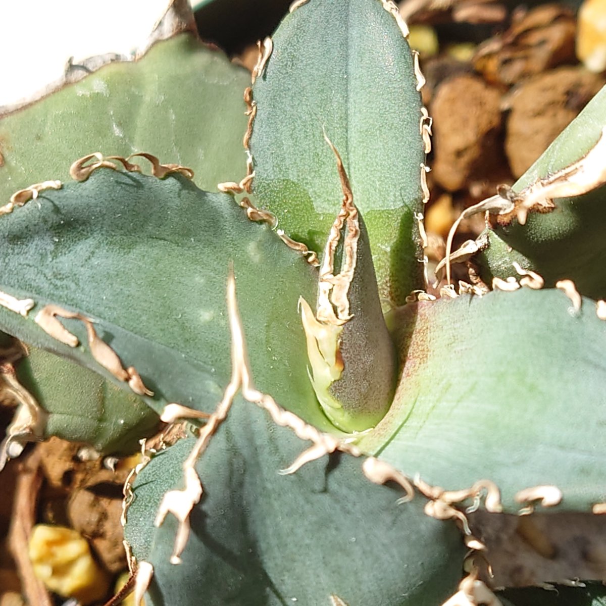 アガベ チタノタ fo076ドワーフ 子株 【公式通販】