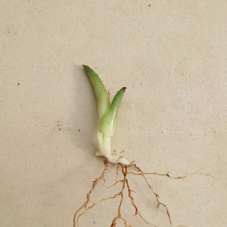 【植え替えのため特価】【親株画像あり】アガベ チタノタ FO076 子株1株 発根済み