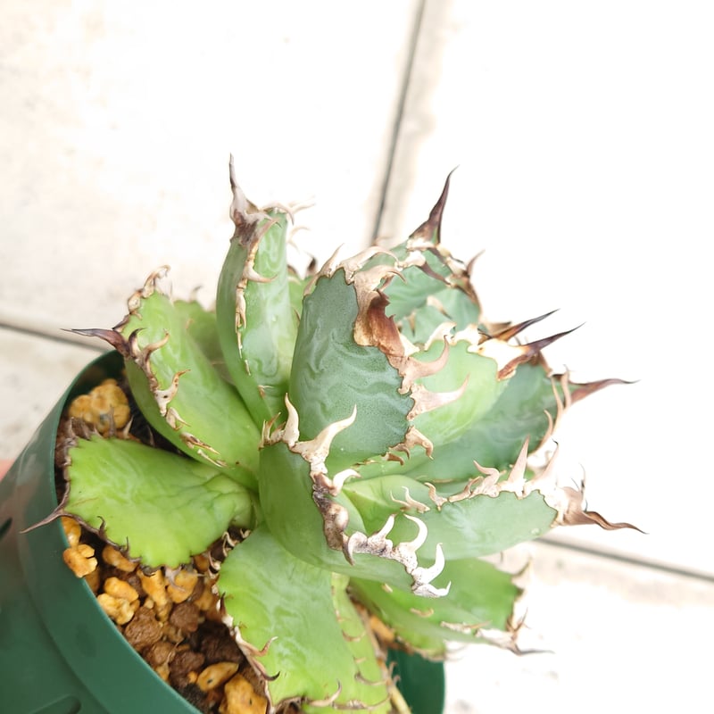 年末セール】【親株画像あり】アガベ チタノタ フィリグリー