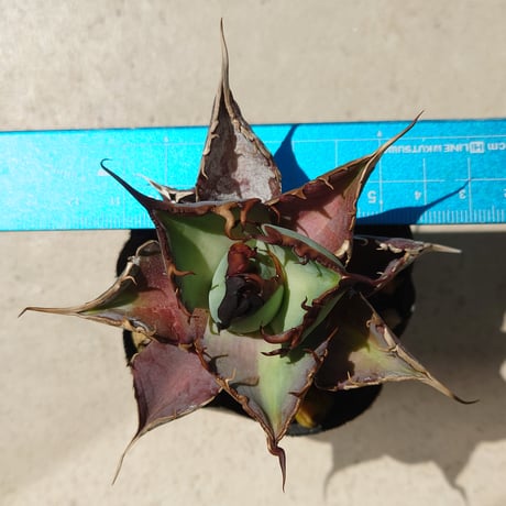 【N様専用鉢付き発送】【親株画像あり】アガベ チタノタ infelno 1株 発根済み
