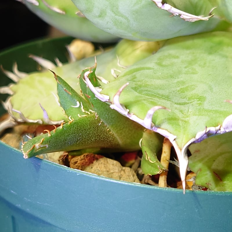 【値下げ】アガベ チタノタ 'フィリグリー' （親株） アガベチタノタ フィリグリー 値下げ】アガベ チタノタ