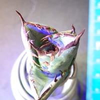 アガベ チタノタ 阿修羅