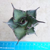 k様 専用 速達