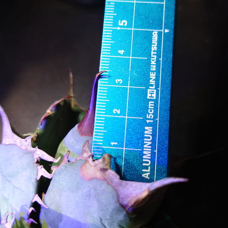 【年末セール】【良血統】【親株画像あり】アガベ チタノタ 阿修羅 子株1株 未発根